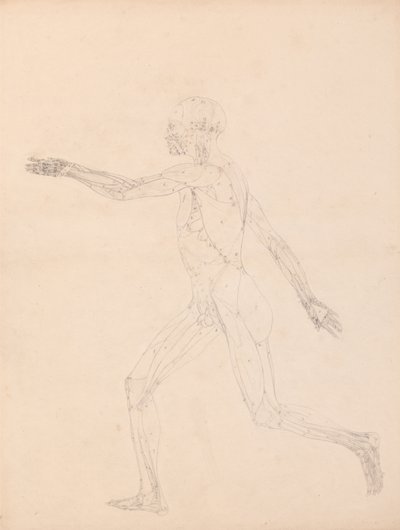 A Comparative Anatomical Exposition of the Structure of the Human Body with that of a Tiger and a Cow by George Stubbs